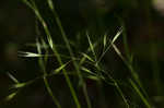 Flattened oatgrass